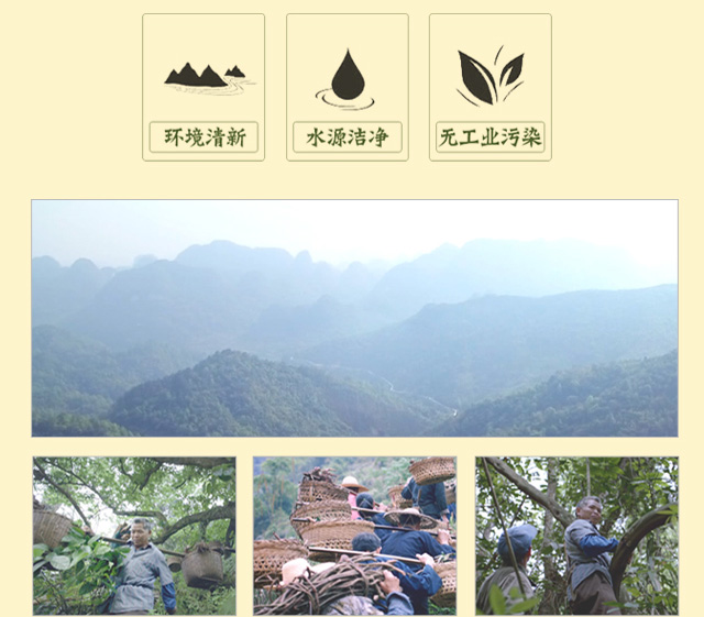 精选广西十万大山野生中药药效强劲